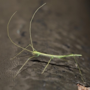 Phasmatodea (order) at Acton, ACT - 6 Sep 2019 01:22 PM