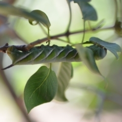 Psilogramma casuarinae (Privet Hawk Moth) at Wamboin, NSW - 24 Feb 2019 by natureguy