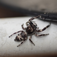 Sandalodes superbus at Wamboin, NSW - 22 Mar 2019