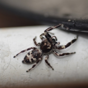 Sandalodes superbus at Wamboin, NSW - 22 Mar 2019 07:33 PM