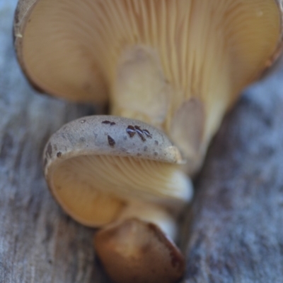 Pleurotus (Oyster Mushroom) at Wamboin, NSW - 26 Apr 2019 by natureguy