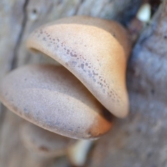 Pleurotus at Wamboin, NSW - 26 Apr 2019