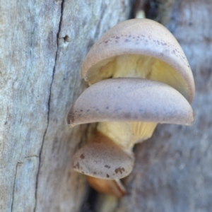 Pleurotus at Wamboin, NSW - 26 Apr 2019