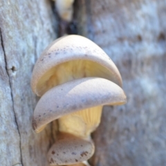 Pleurotus at Wamboin, NSW - 26 Apr 2019