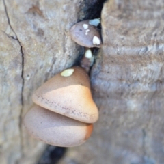 Pleurotus at Wamboin, NSW - 26 Apr 2019