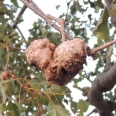 Brachychiton populneus gall (An insect gall on Kurrajong tree) at Banks, ACT - 20 Aug 2019 by MichaelBedingfield