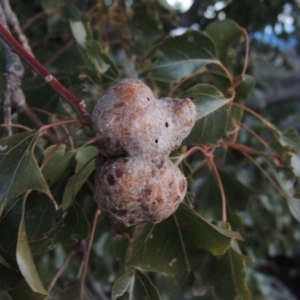 Brachychiton populneus gall at Banks, ACT - 20 Aug 2019 07:29 PM