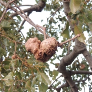 Brachychiton populneus gall at Banks, ACT - 20 Aug 2019 07:29 PM