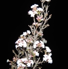 Leucopogon attenuatus (Small-leaved Beard Heath) at Bonython, ACT - 29 Aug 2019 by michaelb