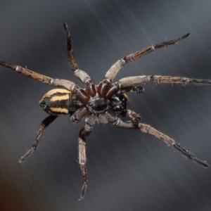 Venatrix speciosa at Evatt, ACT - 6 Sep 2019