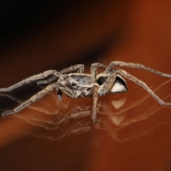 Venatrix speciosa at Evatt, ACT - 6 Sep 2019 02:41 PM