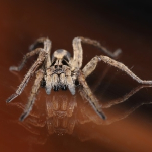 Venatrix speciosa at Evatt, ACT - 6 Sep 2019 02:41 PM