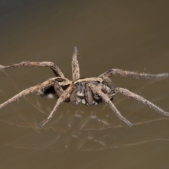 Venatrix speciosa at Evatt, ACT - 6 Sep 2019 02:41 PM