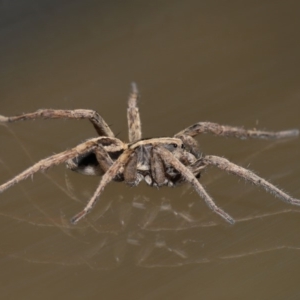 Venatrix speciosa at Evatt, ACT - 6 Sep 2019 02:41 PM