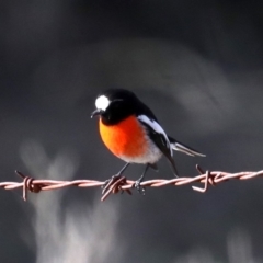 Petroica boodang (Scarlet Robin) at Majura, ACT - 21 Aug 2019 by jb2602