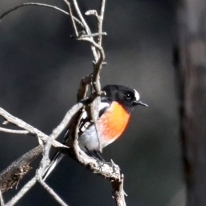 Petroica boodang at Majura, ACT - 21 Aug 2019