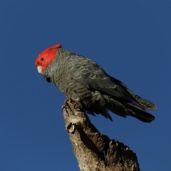 Callocephalon fimbriatum at Ainslie, ACT - suppressed