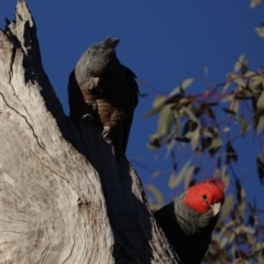 Callocephalon fimbriatum at Ainslie, ACT - suppressed