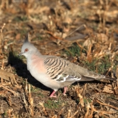 Ocyphaps lophotes (Crested Pigeon) at Ainslie, ACT - 24 Aug 2019 by jbromilow50