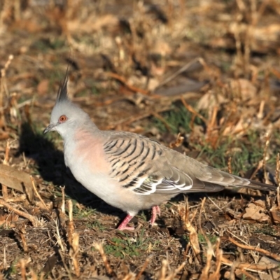 Ocyphaps lophotes (Crested Pigeon) at Ainslie, ACT - 24 Aug 2019 by jb2602