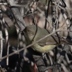 Acanthiza reguloides (Buff-rumped Thornbill) at Majura, ACT - 24 Aug 2019 by jbromilow50
