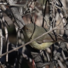 Acanthiza reguloides (Buff-rumped Thornbill) at Majura, ACT - 24 Aug 2019 by jb2602