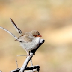 Malurus cyaneus (Superb Fairywren) at Hackett, ACT - 24 Aug 2019 by jbromilow50