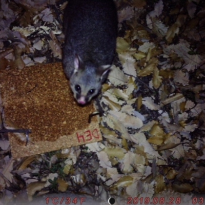 Trichosurus vulpecula (Common Brushtail Possum) at Acton, ACT - 27 Aug 2019 by gussymutton