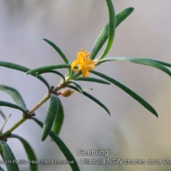 Persoonia mollis subsp. caleyi (Geebung) at Ulladulla, NSW - 29 Aug 2019 by CharlesDove
