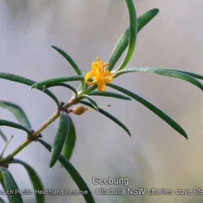 Persoonia mollis subsp. caleyi (Geebung) at Ulladulla, NSW - 29 Aug 2019 by CharlesDove