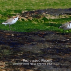 Anarhynchus ruficapillus at Dolphin Point, NSW - 29 Aug 2019 12:00 AM