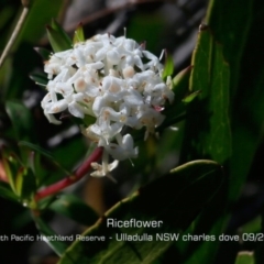 Pimelea linifolia subsp. linifolia (Queen of the Bush, Slender Rice-flower) at Ulladulla, NSW - 28 Aug 2019 by Charles Dove