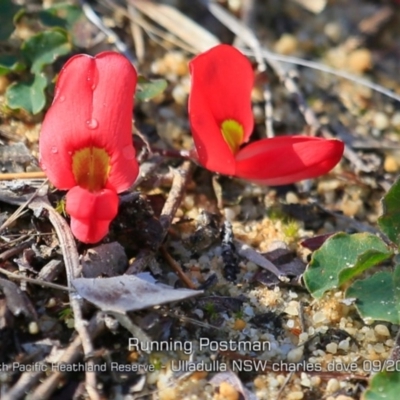 Kennedia prostrata (Running Postman) at Ulladulla, NSW - 28 Aug 2019 by CharlesDove