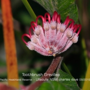 Grevillea macleayana at Ulladulla, NSW - 29 Aug 2019 12:00 AM