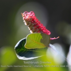 Grevillea macleayana at Ulladulla, NSW - 29 Aug 2019 12:00 AM