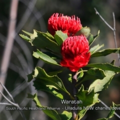 Telopea speciosissima (NSW Waratah) at Ulladulla, NSW - 29 Aug 2019 by CharlesDove