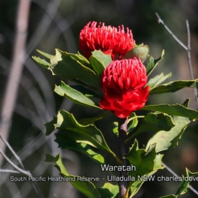 Telopea speciosissima (NSW Waratah) at Ulladulla, NSW - 29 Aug 2019 by CharlesDove