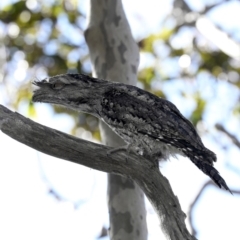 Podargus strigoides (Tawny Frogmouth) at Guerilla Bay, NSW - 1 Sep 2019 by jb2602