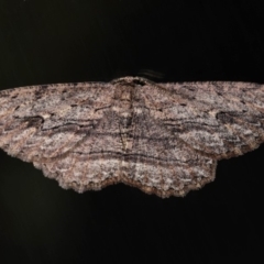 Ectropis excursaria (Common Bark Moth) at Evatt, ACT - 2 Sep 2019 by TimL