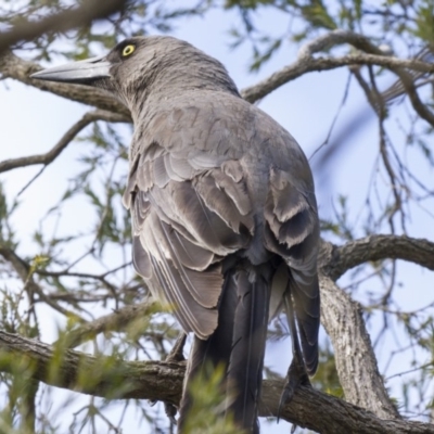 Strepera versicolor (Grey Currawong) at Higgins, ACT - 9 Sep 2019 by AlisonMilton