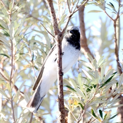 Coracina papuensis (White-bellied Cuckooshrike) at Guerilla Bay, NSW - 1 Sep 2019 by jbromilow50