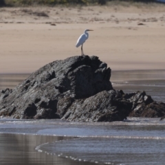 Ardea alba (Great Egret) at Rosedale, NSW - 1 Sep 2019 by jbromilow50