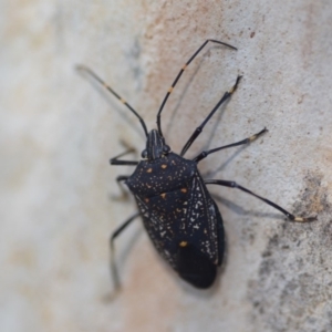 Poecilometis patruelis at Wamboin, NSW - 27 Apr 2019