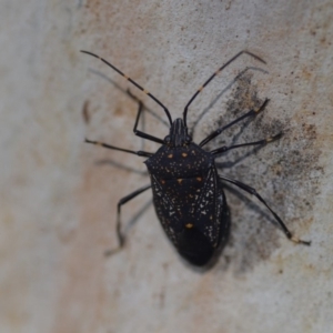 Poecilometis patruelis at Wamboin, NSW - 27 Apr 2019 02:43 PM