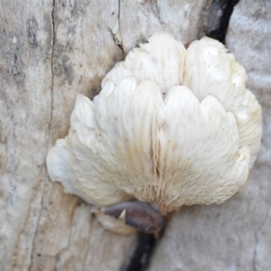 Pleurotus at Wamboin, NSW - 8 May 2019