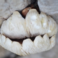 Pleurotus at Wamboin, NSW - 8 May 2019 07:46 PM