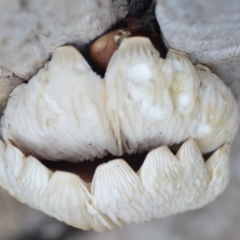 Pleurotus at Wamboin, NSW - 8 May 2019