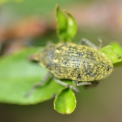 Larinus latus (Onopordum seed weevil) at Wamboin, NSW - 31 Oct 2018 by natureguy