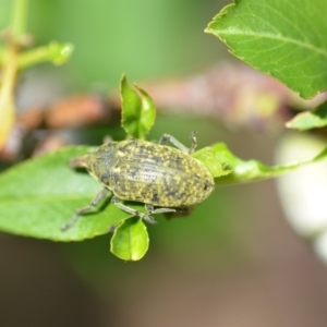 Larinus latus at Wamboin, NSW - 31 Oct 2018 02:35 PM