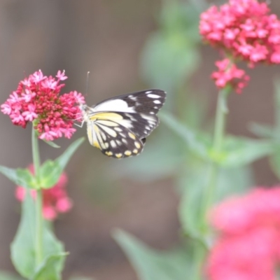 Belenois java (Caper White) at Wamboin, NSW - 1 Nov 2018 by natureguy